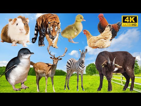 Charming Animal Moments: Mouse, Penguin, Tiger, Deer, Zebra, Duck, Chicken - Cute Pet Sounds