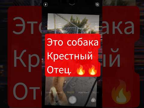 это собака нереально крутая