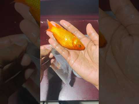 নতুন একুরিয়াম তৈরি করলাম ll Abir Khan
