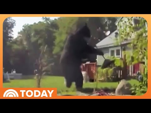 YouTube video thumbnail: 400-Pound Bear in Massachusetts Town Puts Residents on Alert
