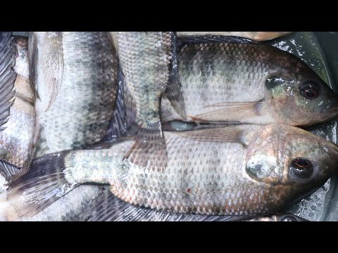 Simplest Fish Trap from Plastic Bottles. |DIY|