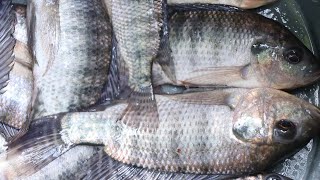 Simplest Fish Trap from Plastic Bottles. |DIY|