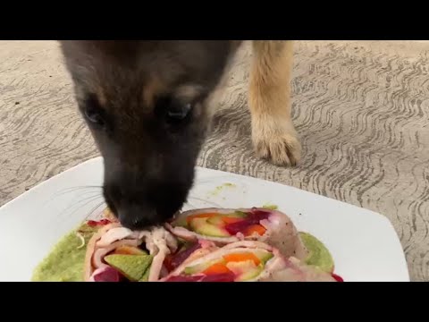 Cachorrito abandonado come rollos de carne y verdura hecho especialmente para perros