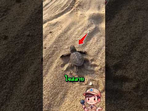 ห้ามซื้อเต่าทะเลแรกเกิดเด็ดขาด!! 😱🐢 #สาระ #shorts