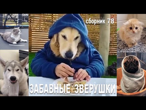 Самые смешные животные😂Приколы с котами и собаками 2023😺🐶Сборник78. МУЛЬТПАРАД COMEDY