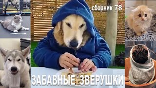 Самые смешные животные😂Приколы с котами и собаками 2023😺🐶Сборник78. МУЛЬТПАРАД COMEDY