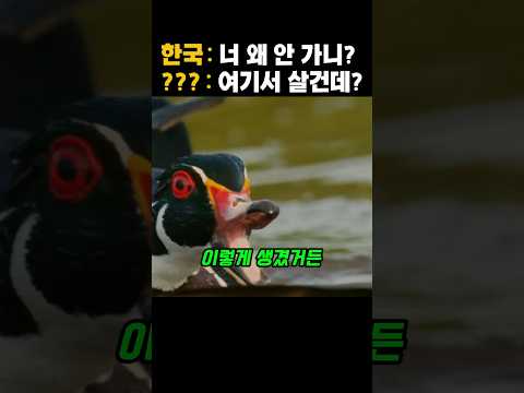 철새였던 원앙이 중국을 떠나 한국에 정착한 소름돋는 이유