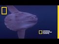Ocean Trivia: The Mola Mola
