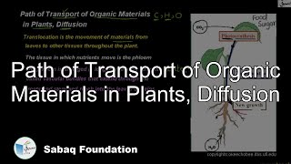Path of Transport of Organic Materials in Plants, Diffusion