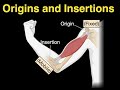 Muscle Contraction and Attachment Concepts