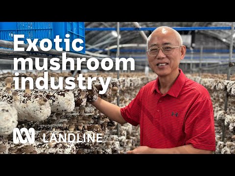 YouTube video thumbnail: Exotic Mushrooms Grown on Cane by-Product Aims to be a big new Industry