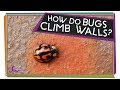 Understanding Gravity and Insect Adaptations