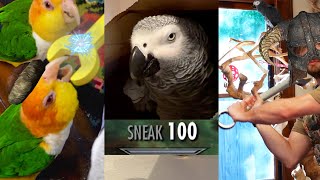 Apollo Put All His Skill Points Into Speech