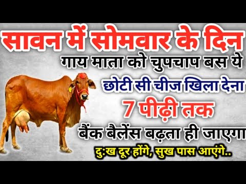 सावन में सोमवार के दिन गाय को खिला दे ये छोटी सी चीज जन्म-जन्मों के पितृदोष होगे दूर #sawan #cow