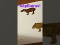 Understanding the Video Tutorial