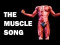 Understanding the Skeletal Muscle System