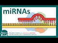 Micro RNAs and Gene Regulation