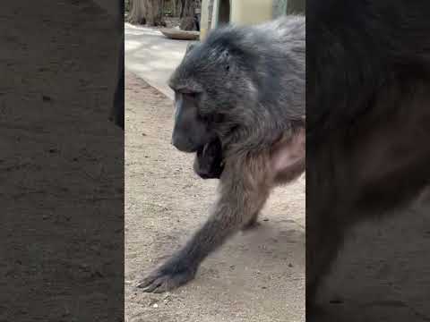 a BABOON taking a BABY porcupine for a walk! ๐ฅฐ #cuteanimals #baby #monkey #farmlife #animallover