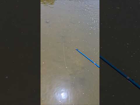 Kante Mein Machhali fas Gai aur nikal gai🎣😂 #fishing #video #fish #shorts #shortvideo #reels #new