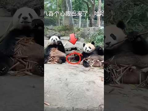 The Ultimate Clever Panda! 팬더의 최강 교활한 순간! #cute #panda #animals #funny