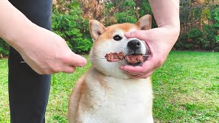 主人吃燒烤教狗狗擼串，學了兩遍真會了，吃得太香了！
