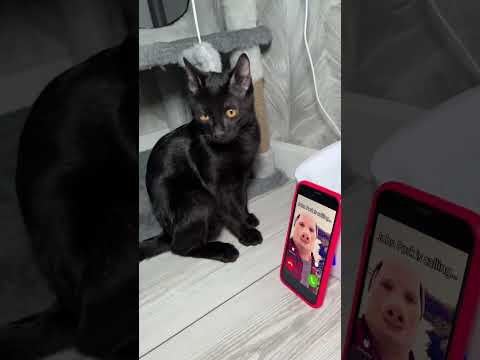 Real John Pork is calling me 🙀 #johnpork #shorts #horror #funny #cat #memes #cattos