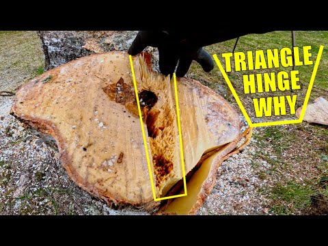 See How a Triangle Hinge Changes the Game in Tight Tree Jobs
