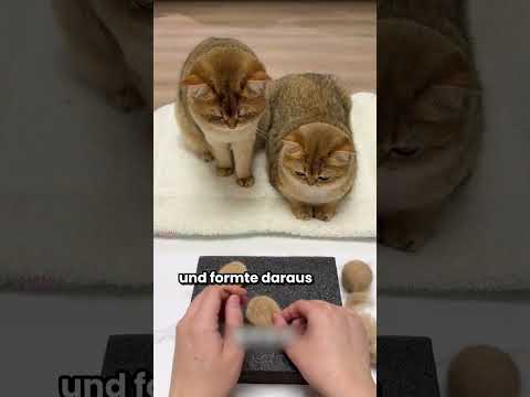 Der Besitzer machte Plüschtiere aus Katzenfell für seine Katzen #Tiere #shorts