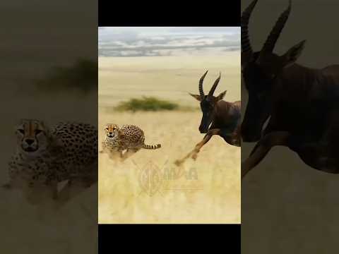 CHEETAH RACING #nature