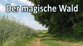 Der Zauber des Waldes (Optik und Sound). Zum Entspannen des Geistes beim Zuhören. Gib Dich dem hin!