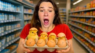 INCUBATING FERTILE SUPERMARKET EGGS!