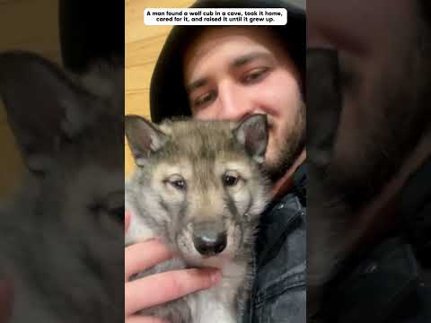 A man adopted a motherless wolf cub. #wolf #animals #shorts
