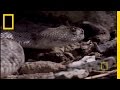 Predator and Prey: The Red-Tailed Hawk vs. Rattlesnake