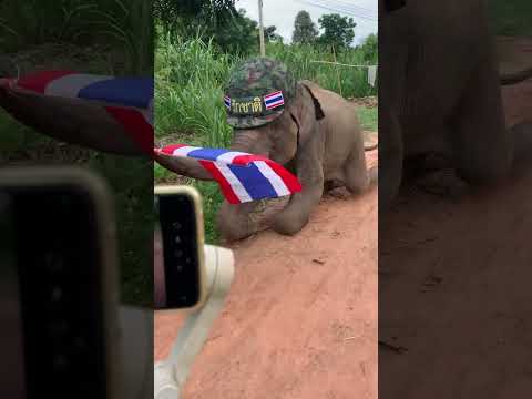 #แผ่นดินไทยของพวกเรา พี่ทหารสู้ๆ✌️#elephant #ช้าง #ช้างสุรินทร์ #ช้างไทย