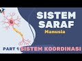 Human Nervous System Functions