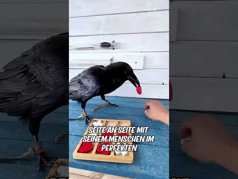 Eine gerettete Krähe wurde zum süßen Begleiter ihres freundlichen Retters