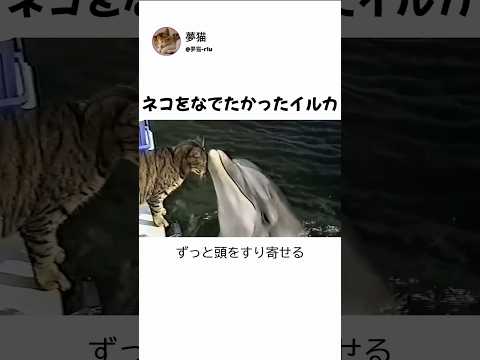 ネコをなでたかったイルカ