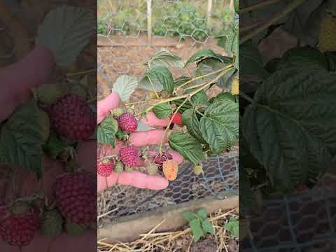 Why the Government hates me#offgrid #offgridliving #offgridlife #vanlife #farm #farmlife #homestead