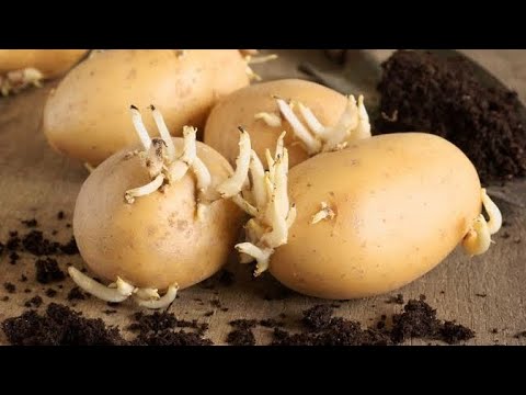 PAANO ITANIM ANG PATATAS