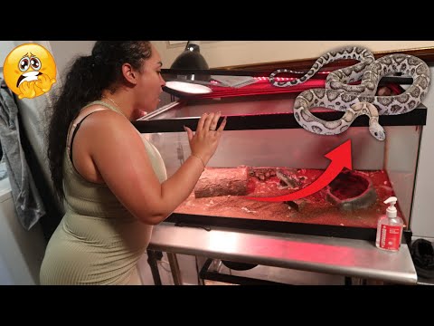 we lost our snake in our apartment