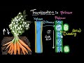 Translocation and Vascular Tissue in Plants