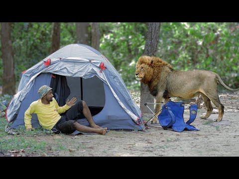 Lion Attack Man in Forest | Lion Attack Hunter | Lion Attack Stories Part71