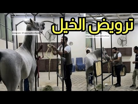 اعادة نشر  - مش عارفين يجوزوها مش راضية تدخل.. صاحبها اتصدم من اللى عملته معاها