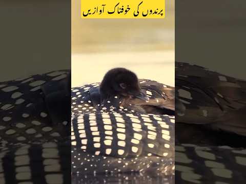 This is the scariest birds Sound #shorts #facts #trending