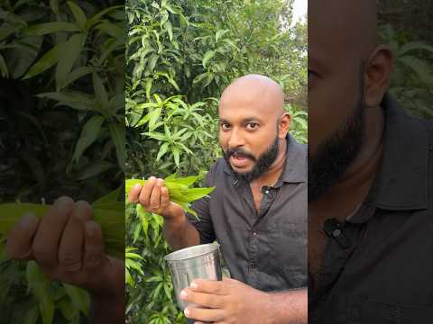 മാവിലയും ഇഞ്ചിയും കൊണ്ട് കിടിലൻ ഡ്രിങ്ക്🔥ഈ ചൂടിന് ഇവൻ കലക്കും #shorts#trending