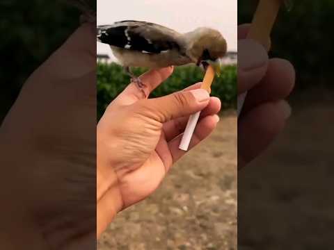 Такого от птиц вы точно не ожидали!
