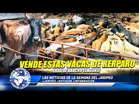 RANCHO EL AGUAJE VENDE 47 VAQUILLAS Y UNAS ESTAN 🗞️📰