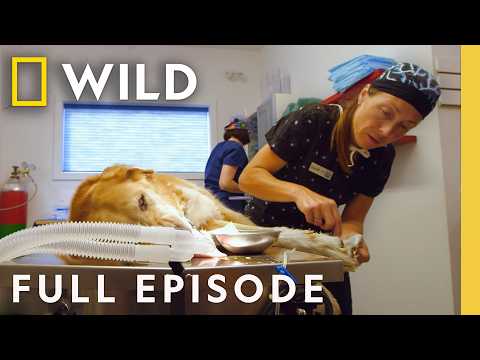 Winter in Canada (Full Episode) | Dr. Oakley, Yukon Vet | Nat Geo Animals