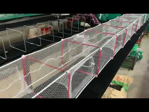 Fishing trap popular in Southeast Asia
