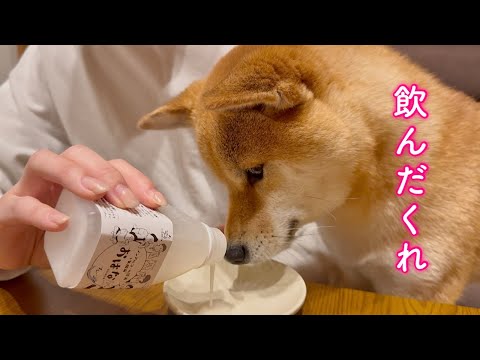 お酒を飲ませたら酔っ払ってもう一杯を要求してくる柴犬が可愛い